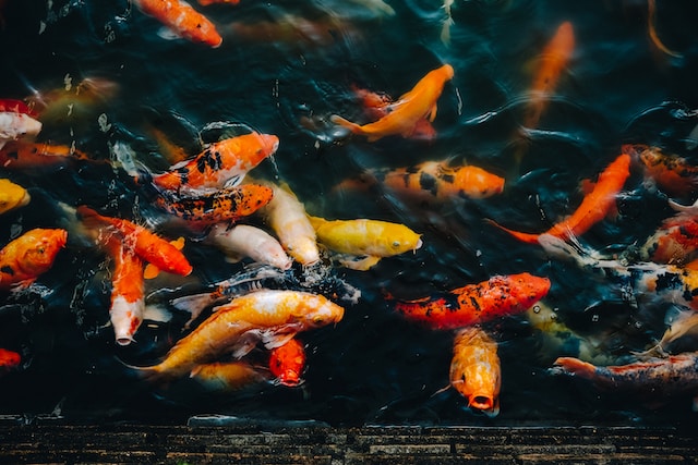 5 Facts About Koi Fish