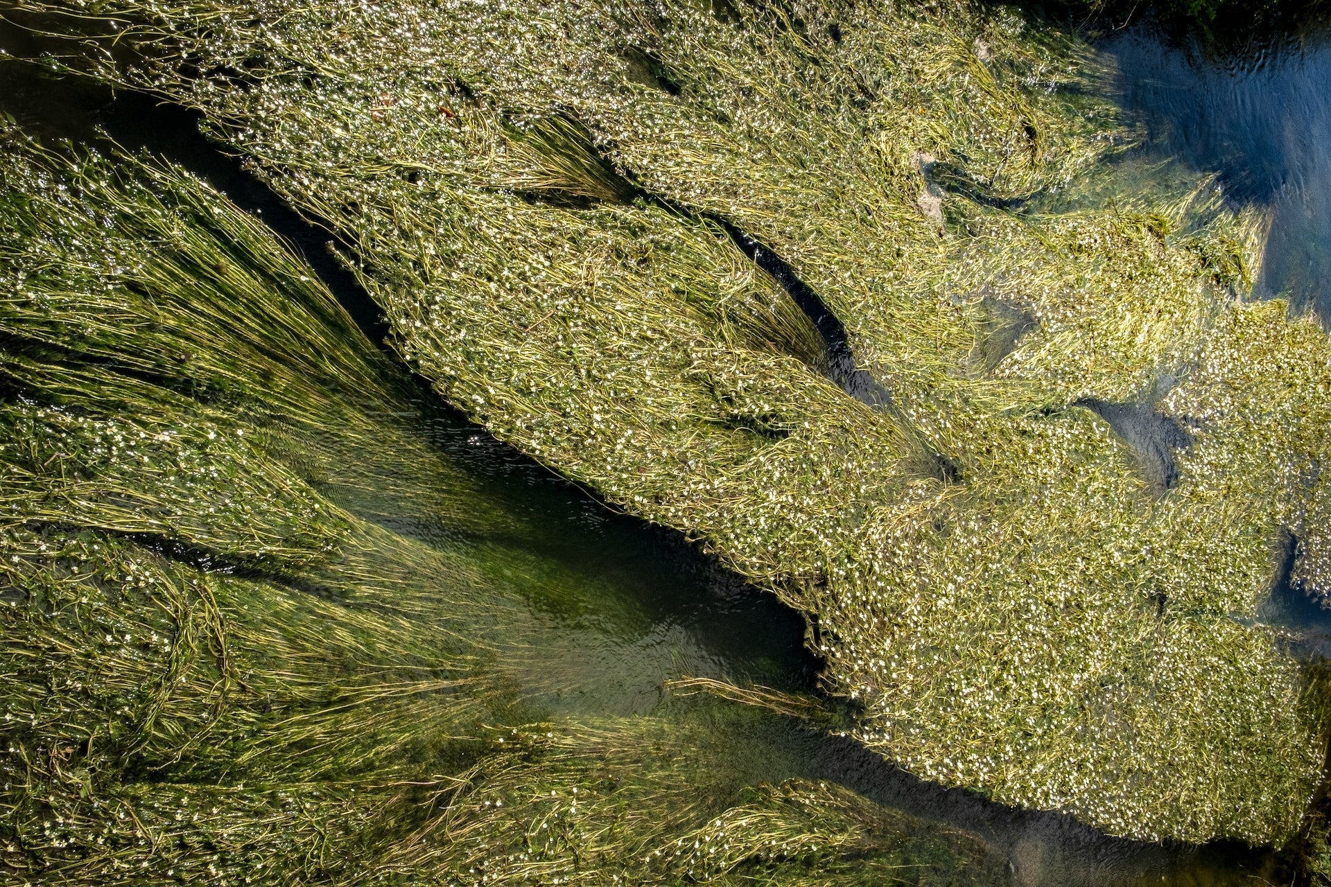 Essential Maintenance Tips For A Healthy And Beautiful Koi Pond