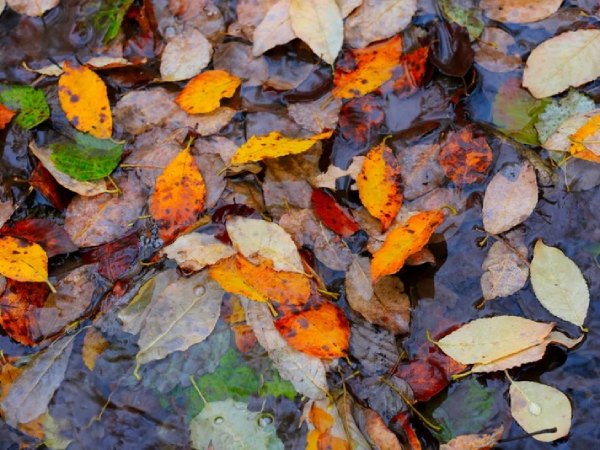 12 Essential Tips for Caring for Your Pond in Autumn & Winter