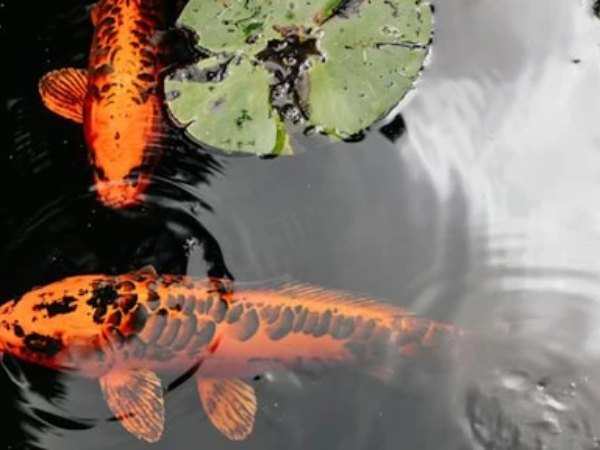 Which Koi Fish Type Is Best For Your Pond?