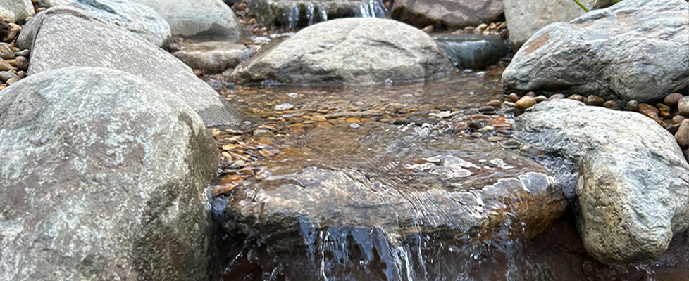 Case Study - Planted Stream Pond