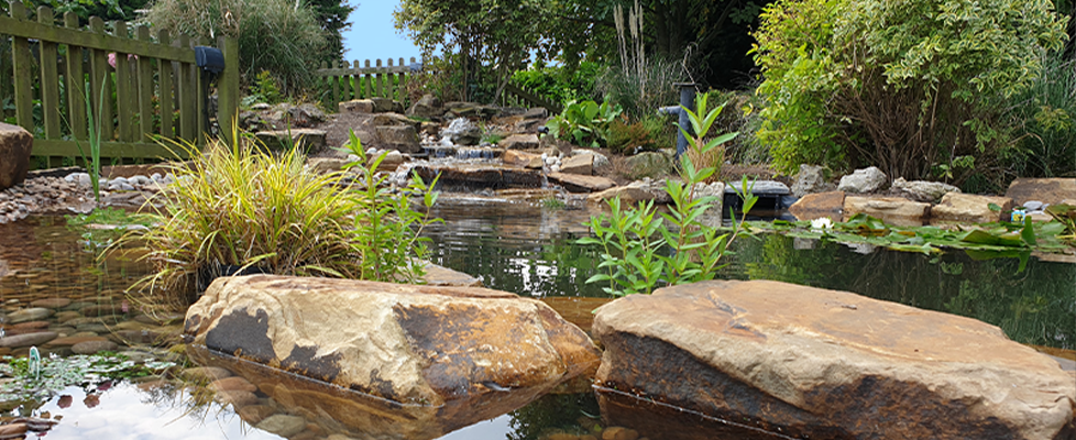 Case Study - Rocky Natural Pond