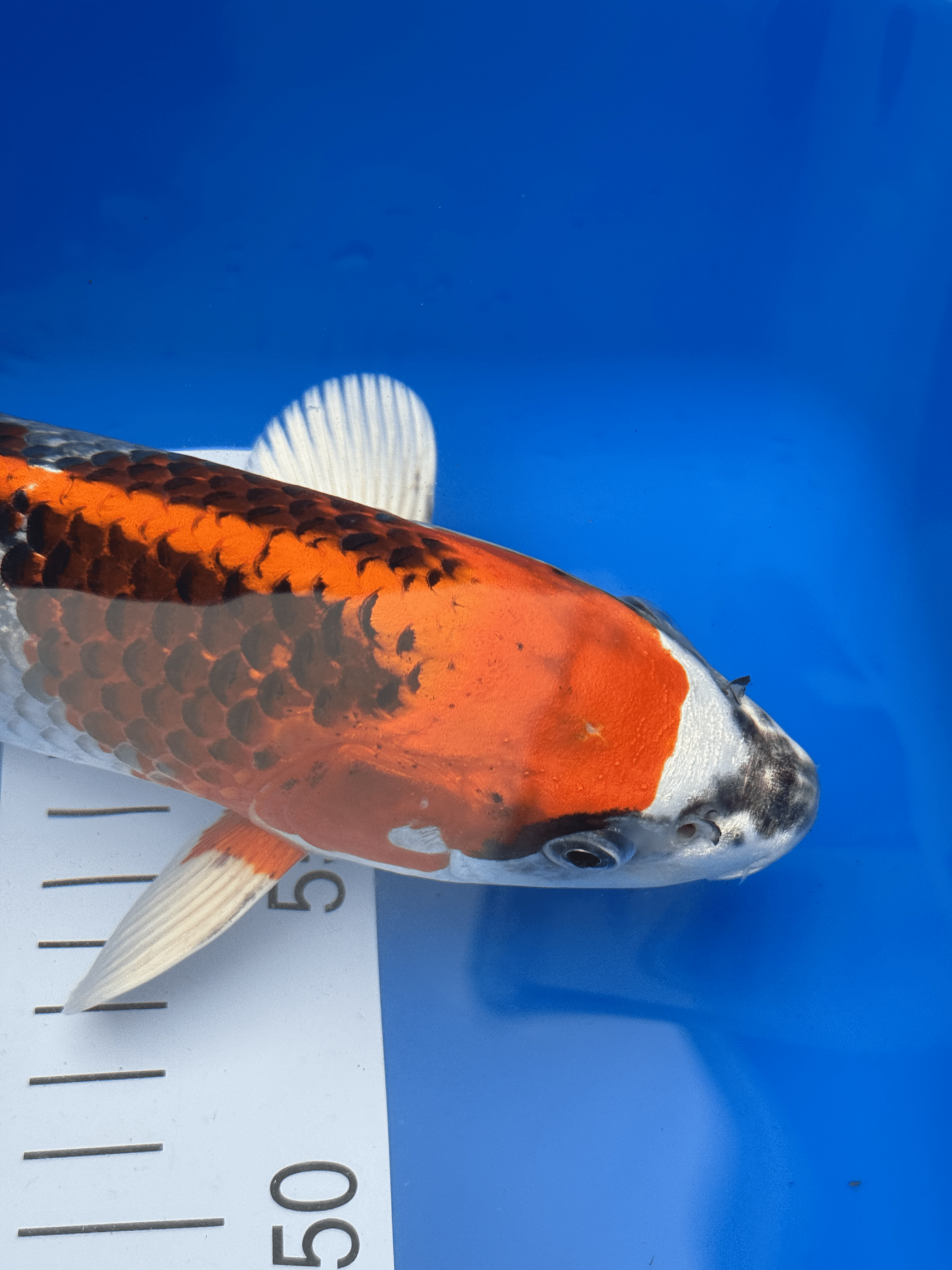 Omosako Kujaku -+30cm (Japanese Koi)