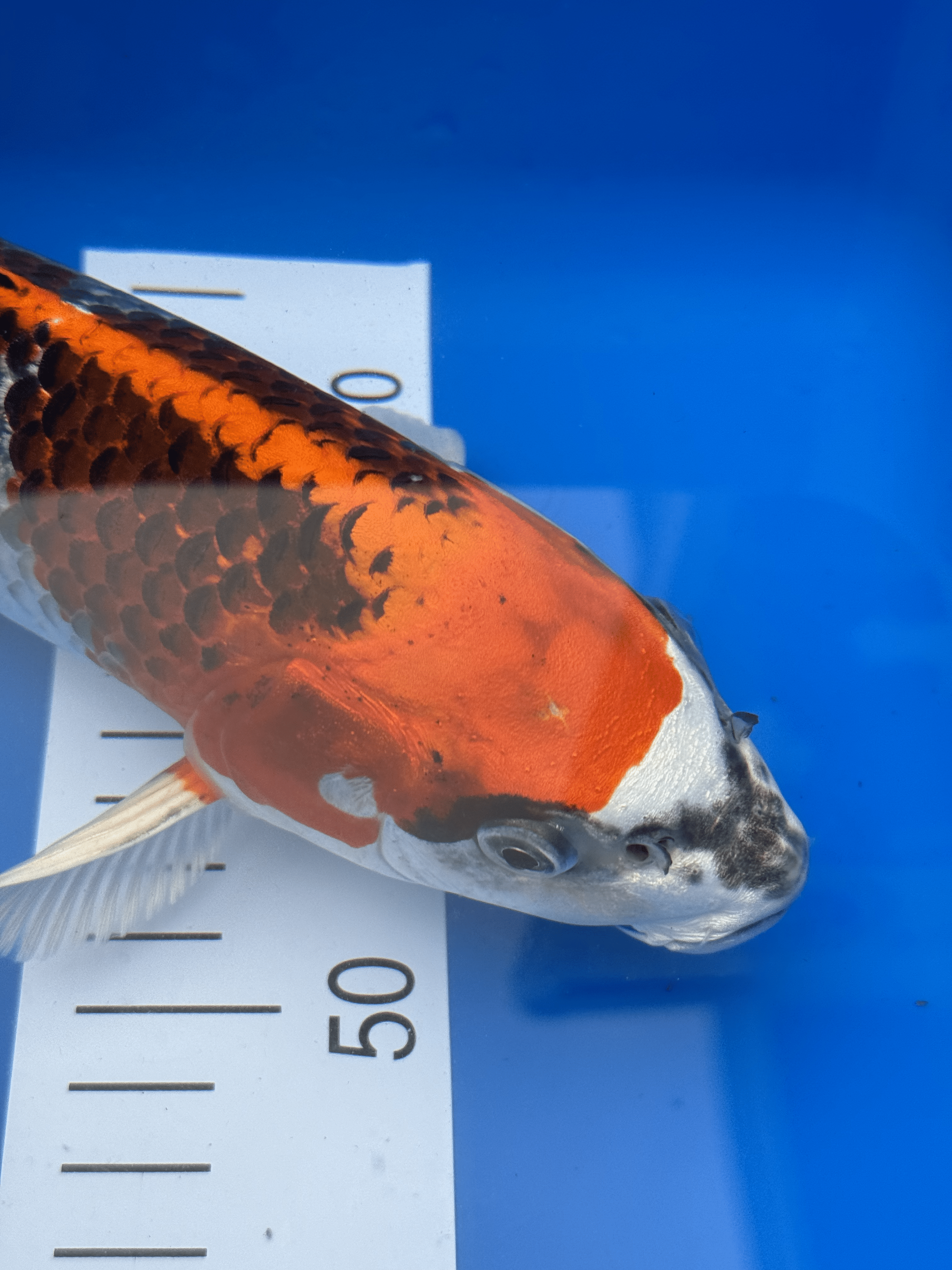 Omosako Kujaku -+30cm (Japanese Koi)