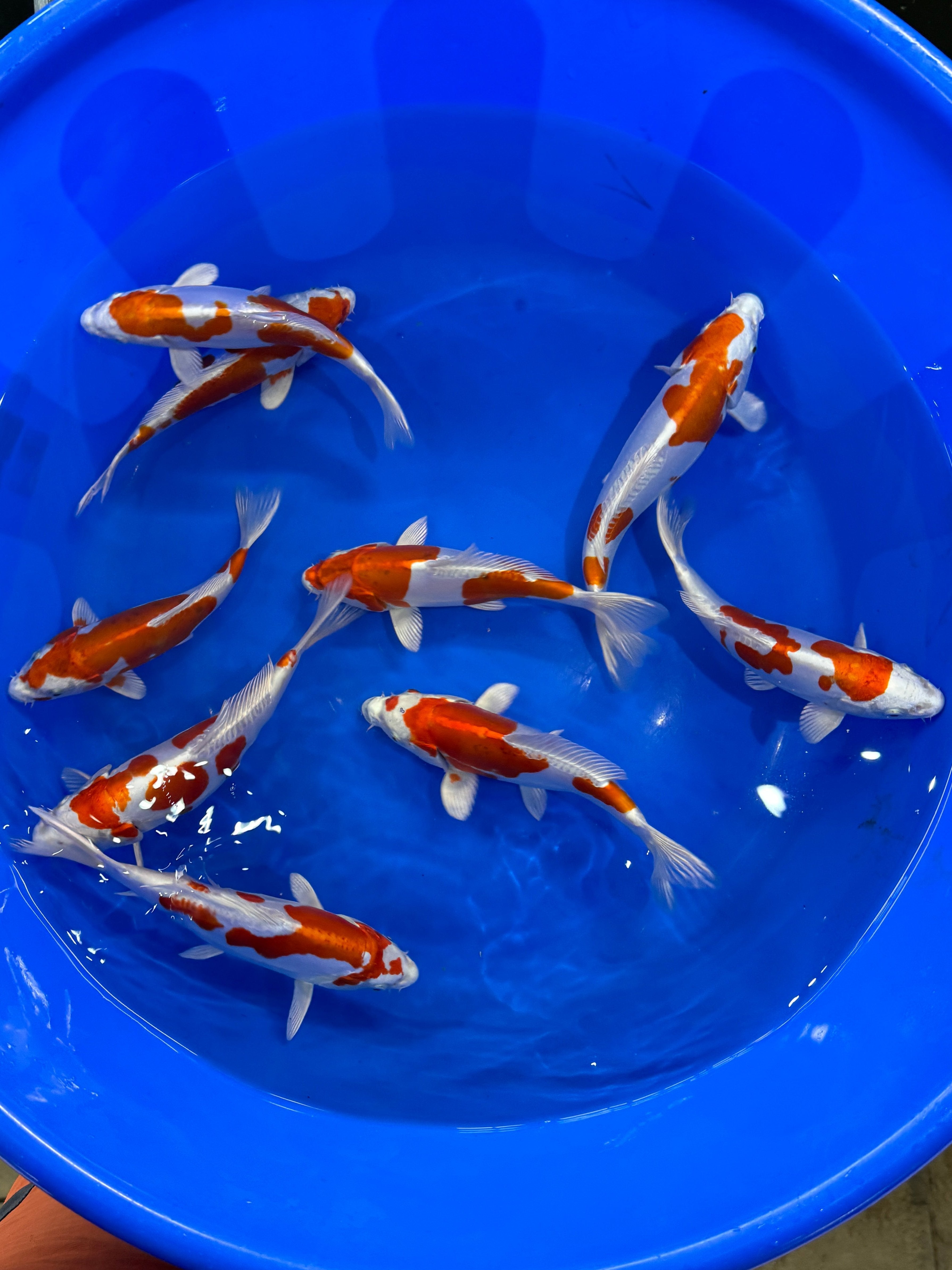 Okawa Kikusui tosai selection 20-24cm (Japanese Koi)