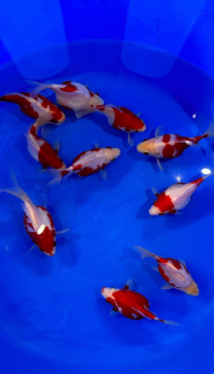 HQ NND Tamasaba Japanese Goldfish red/white 11-13cm