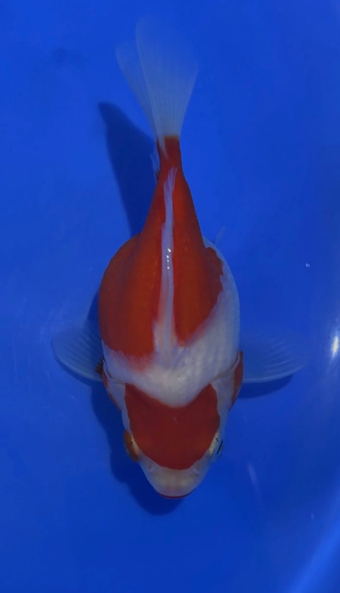 VHQ NND Tamasaba Japanese Goldfish #1 red/white +-13cm