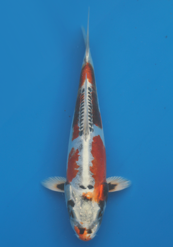 Miya Beni Kikokuryu 29cm (Japanese Koi)