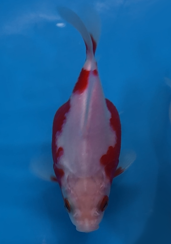 HQ NND Tamasaba Japanese Goldfish red/white 12-15cm