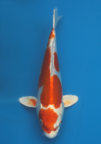 Okawa Kikusui tosai # 1 21cm (Japanese Koi)