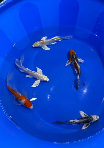 Sam’s Selection - Suda Butterfly Koi x5