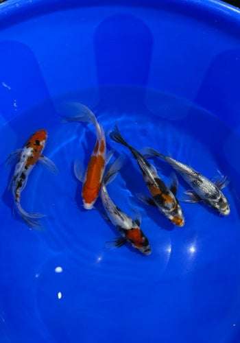 Terry’s Selection - Suda Butterfly Koi x5