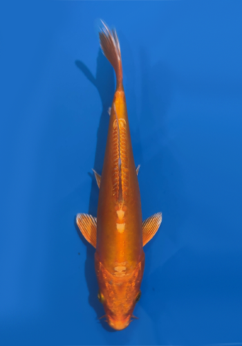 Okawa Doitsu Orenji Ogon tosai 18-20cm (Japanese Koi)