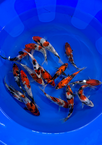 Isa Showa selection 20+cm (Japanese Koi)