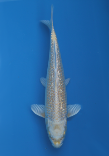 Izumiya Ginrin Yamabuki Ogon 29cm+ (Japanese Koi)