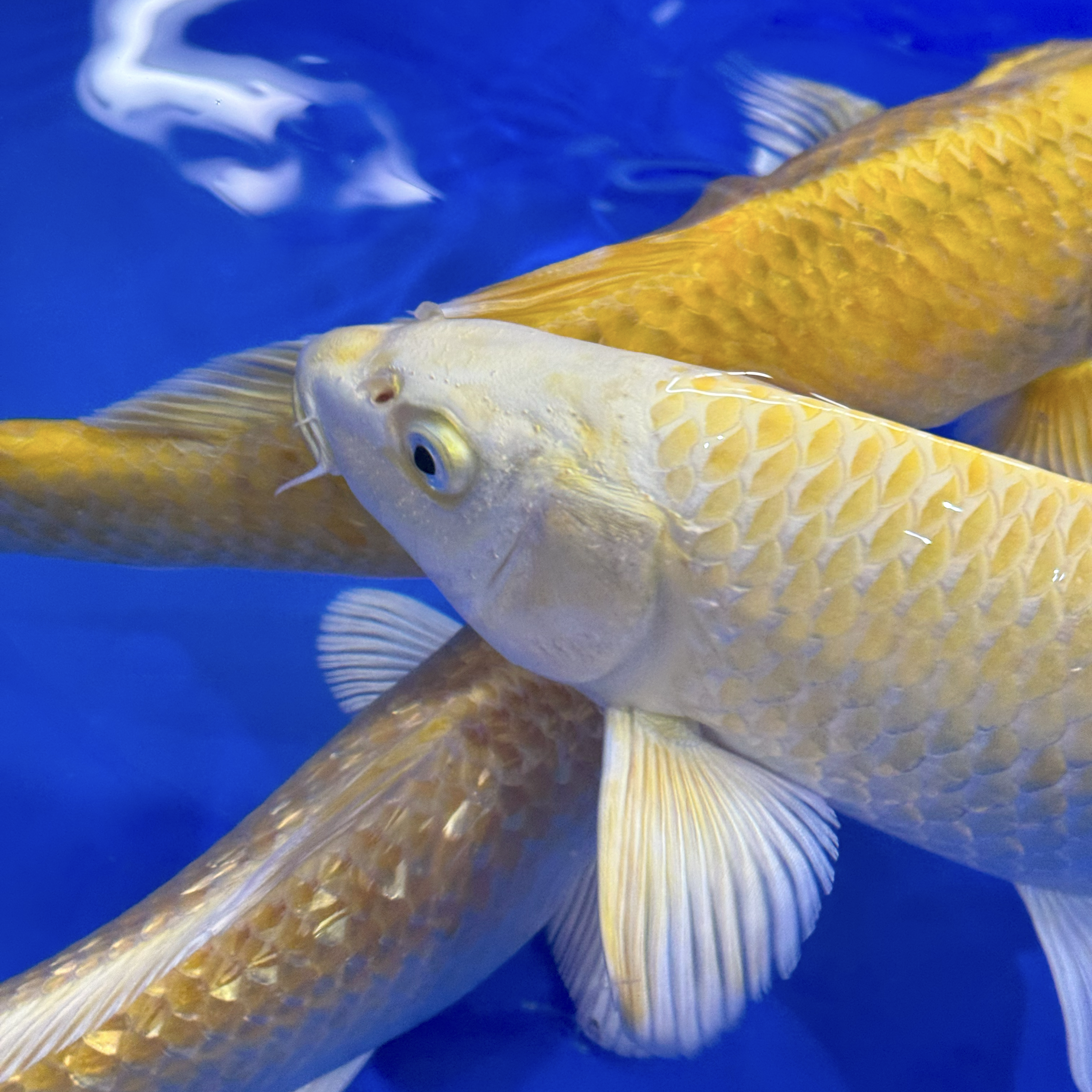 Izumiya is well known for producing some of the best quality Yamabuki Ogon in the world. Here we have four carefully selected examples for sale, two of which are ginrin. Massive development potential - don't miss out, these will soon get snapped up! Shipping available and you can select individual fish, no problem.