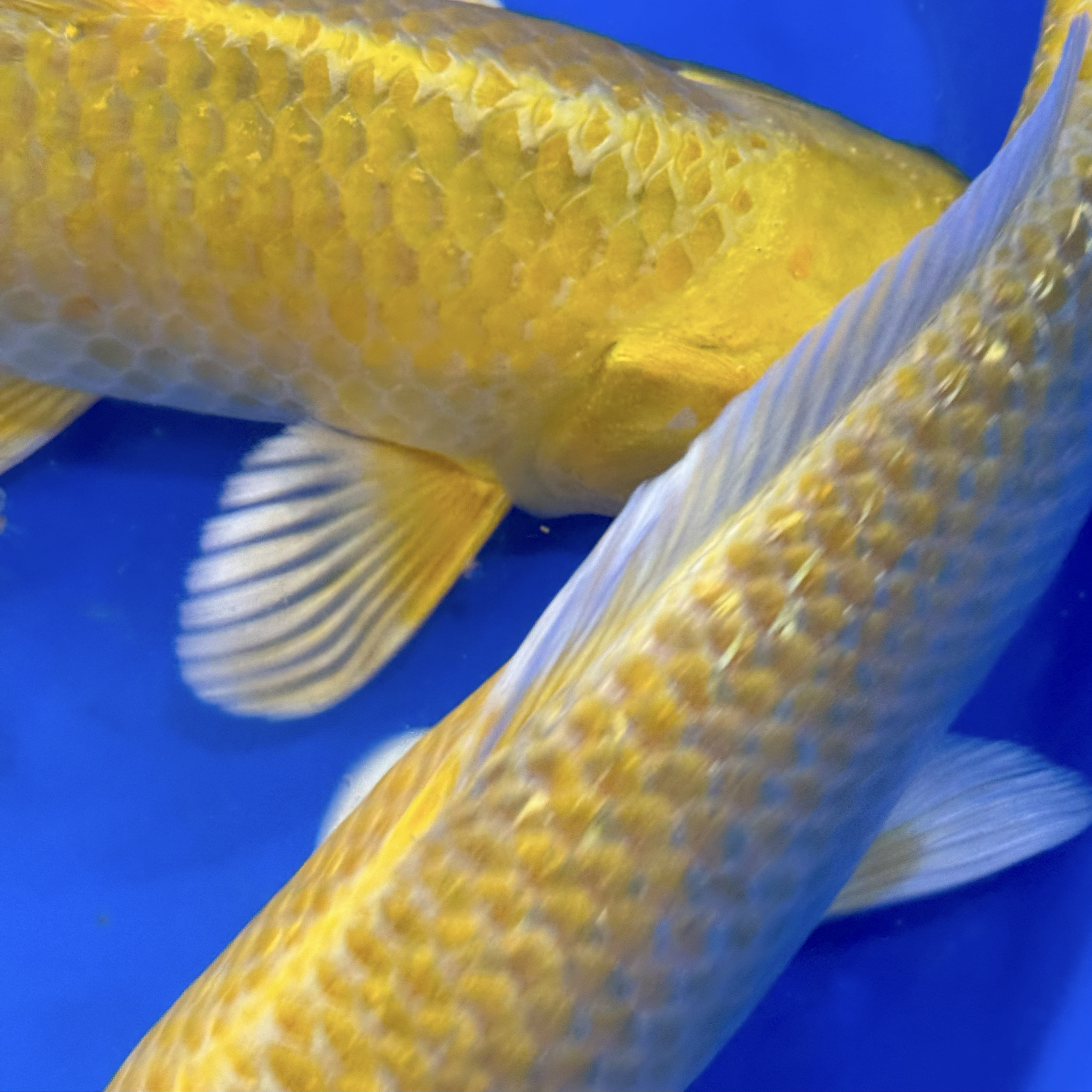 Izumiya is well known for producing some of the best quality Yamabuki Ogon in the world. Here we have four carefully selected examples for sale, two of which are ginrin. Massive development potential - don't miss out, these will soon get snapped up! Shipping available and you can select individual fish, no problem.