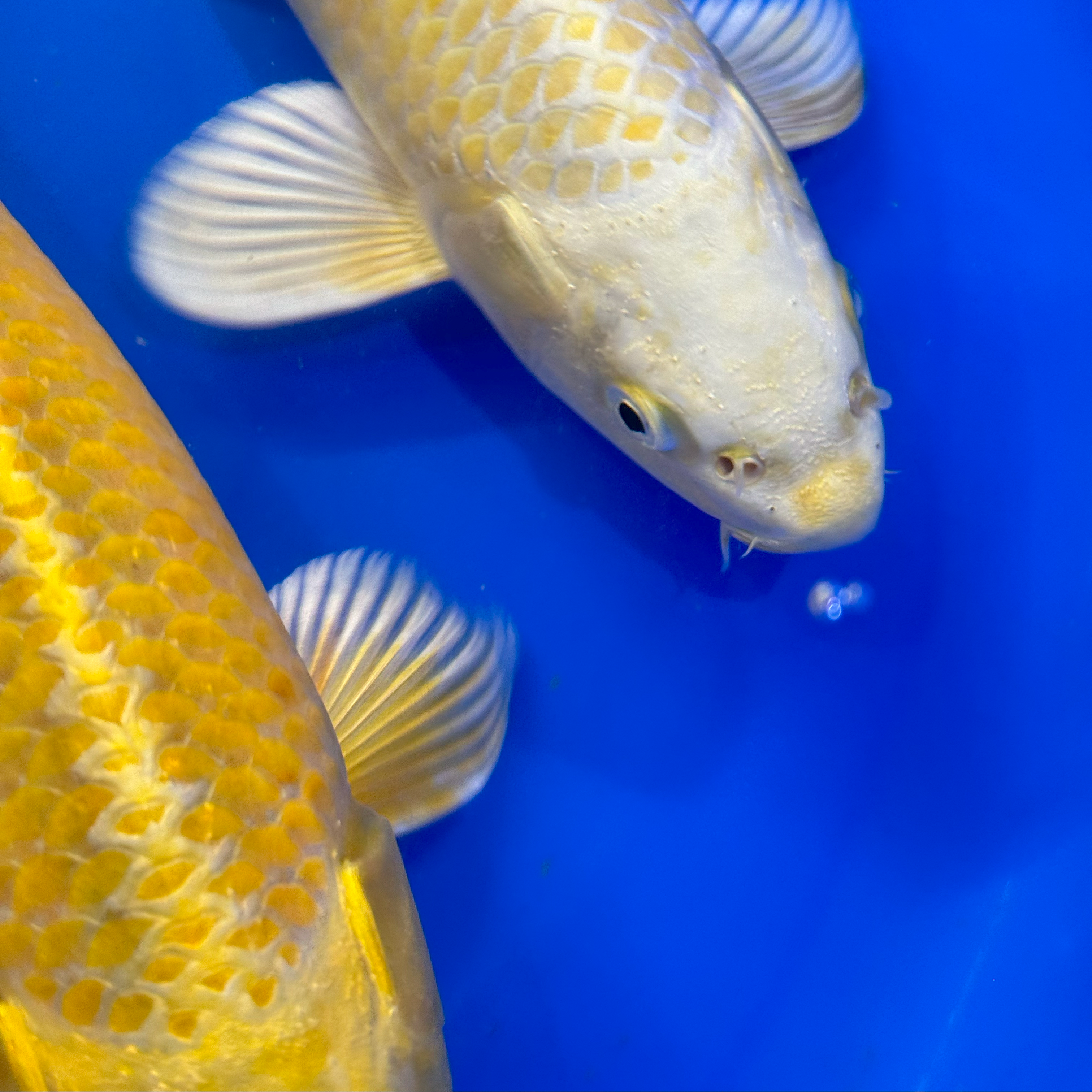 Izumiya is well known for producing some of the best quality Yamabuki Ogon in the world. Here we have four carefully selected examples for sale, two of which are ginrin. Massive development potential - don't miss out, these will soon get snapped up! Shipping available and you can select individual fish, no problem.