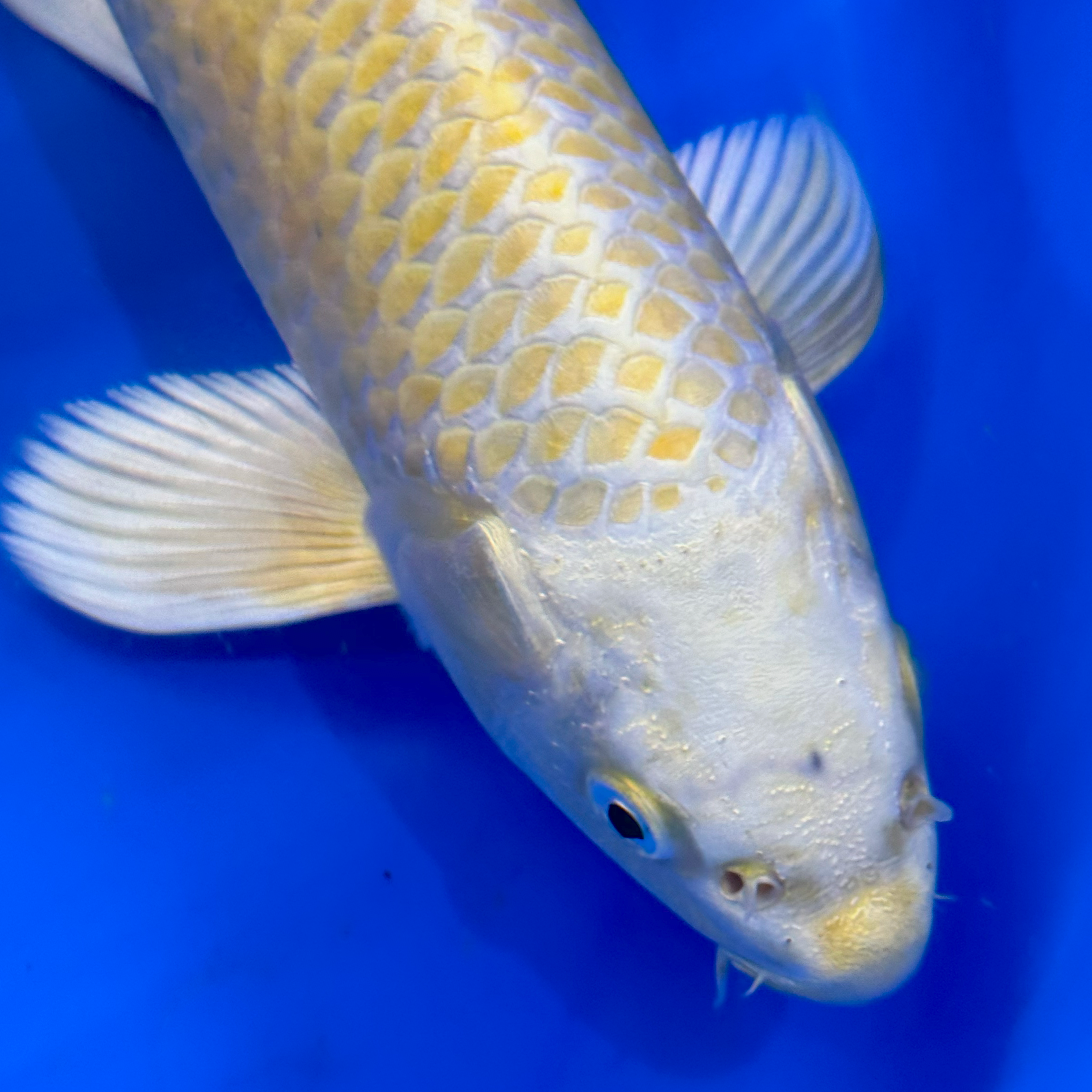 Izumiya is well known for producing some of the best quality Yamabuki Ogon in the world. Here we have four carefully selected examples for sale, two of which are ginrin. Massive development potential - don't miss out, these will soon get snapped up! Shipping available and you can select individual fish, no problem.