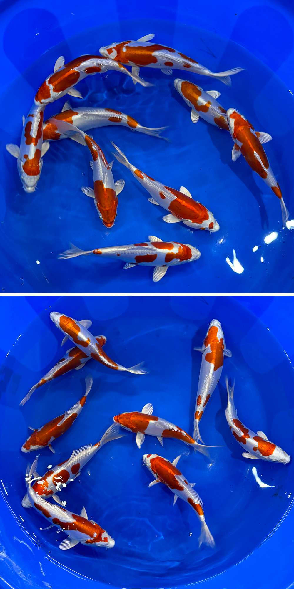 Okawa Kikusui tosai selection 20-24cm (Japanese Koi)