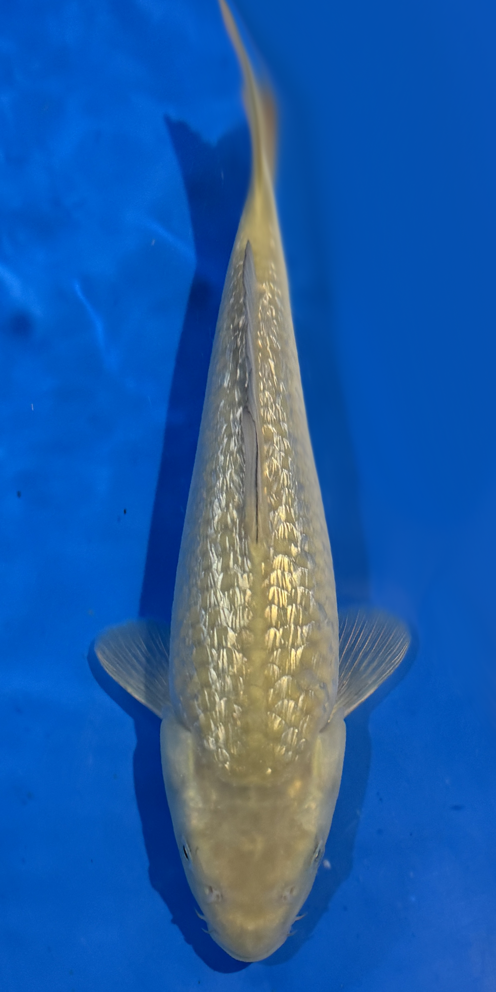 Marudo Ginrin Chagoi #2 25cm jumbo tosai (Japanese Koi)