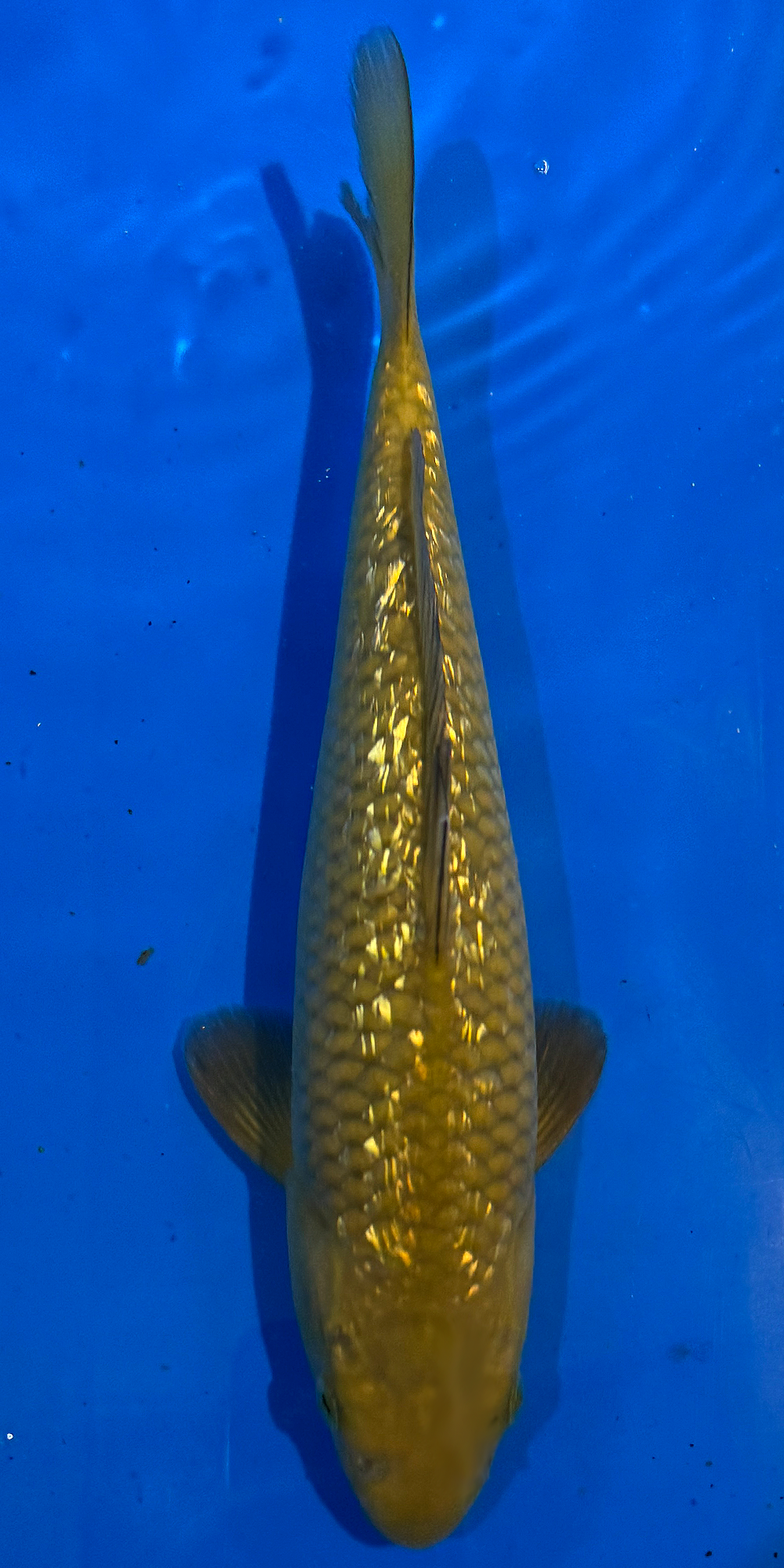 Marudo Ginrin Chagoi #3 26cm jumbo tosai (Japanese Koi)