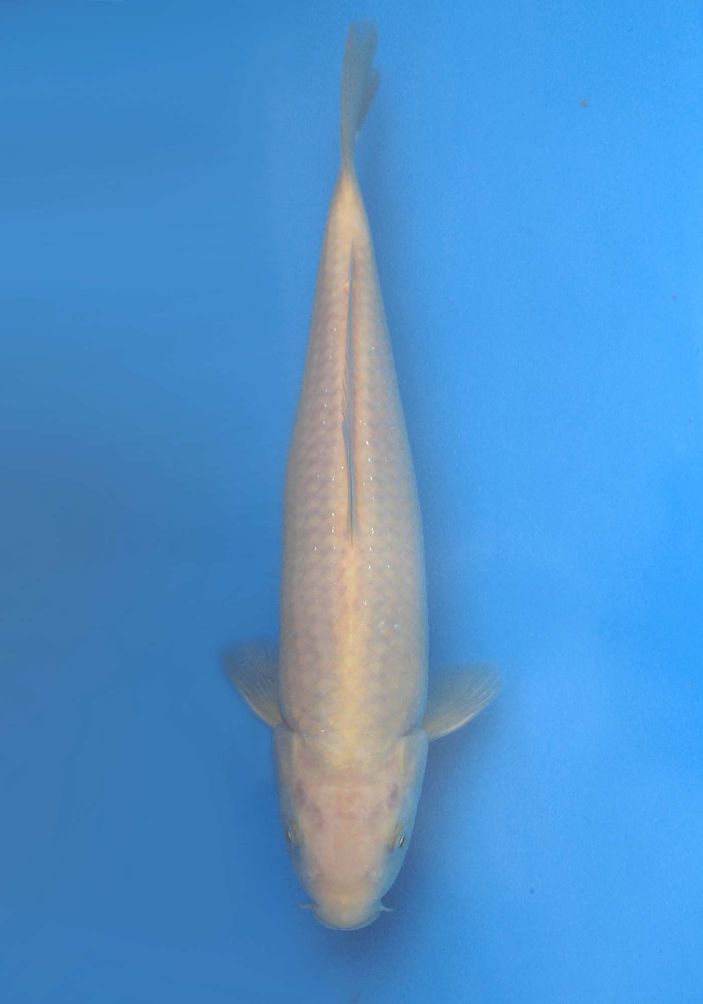 Marusei/Hirasawa pale Chagoi jumbo tosai 30cm (Japanese Koi)