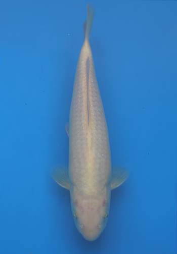 Marusei/Hirasawa pale Chagoi jumbo tosai 30cm (Japanese Koi)