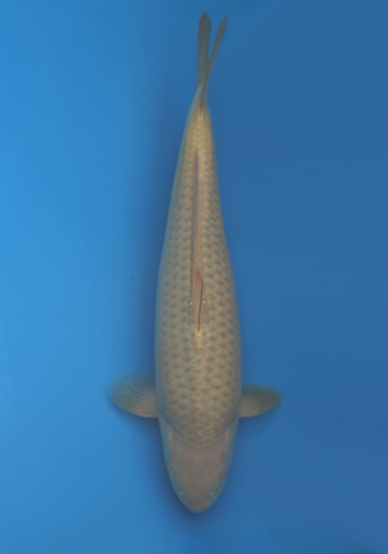 Marusei/Hirasawa Chagoi jumbo tosai 33cm (Japanese Koi)