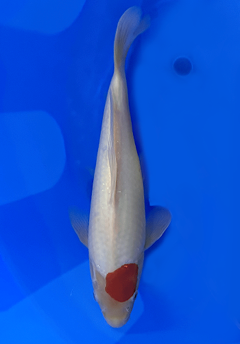 NND Tancho 25cm+ (Japanese Koi)