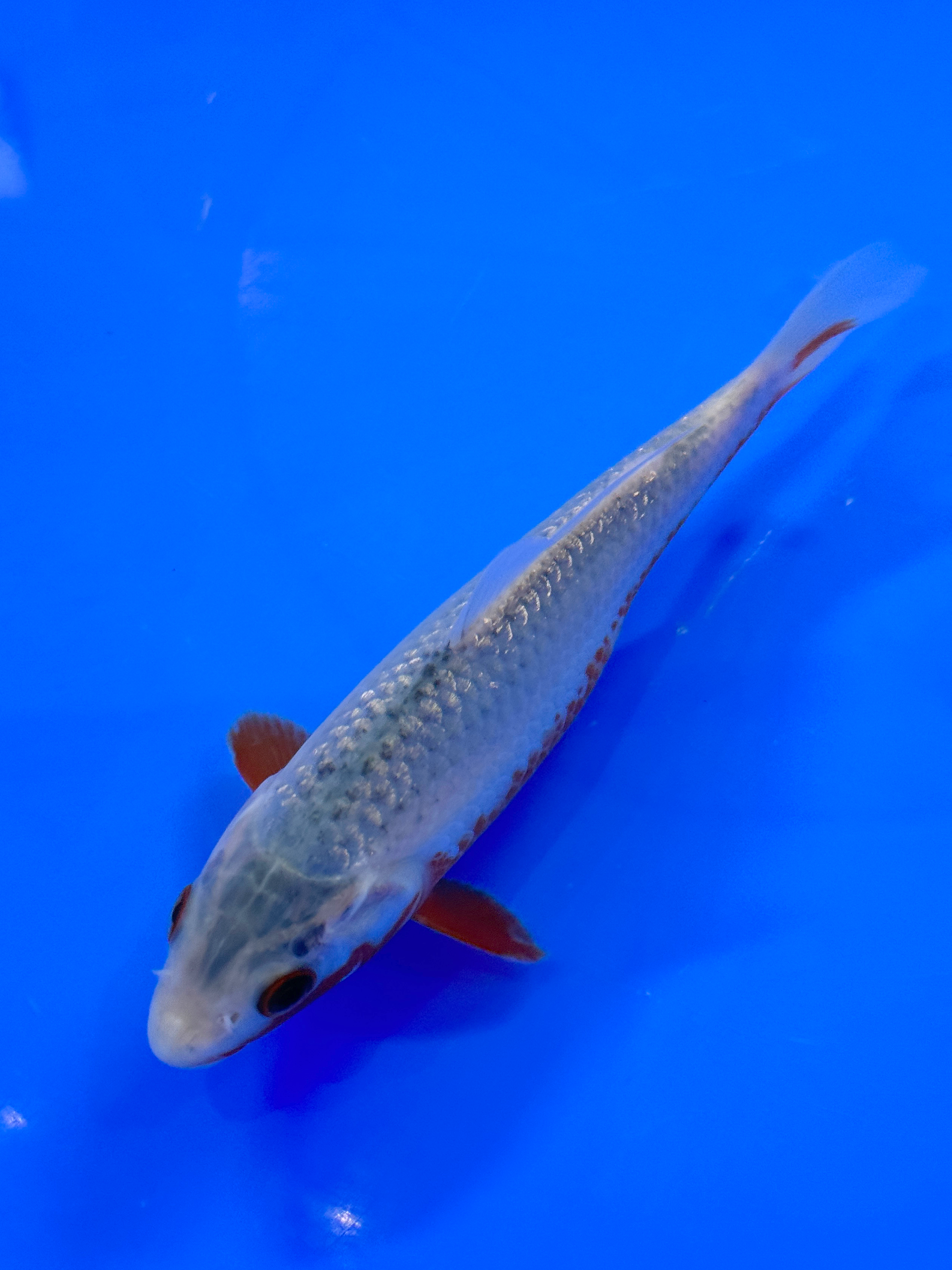 Okawa Ginrin Asagi tosai selection 10-15cm (Japanese Koi)