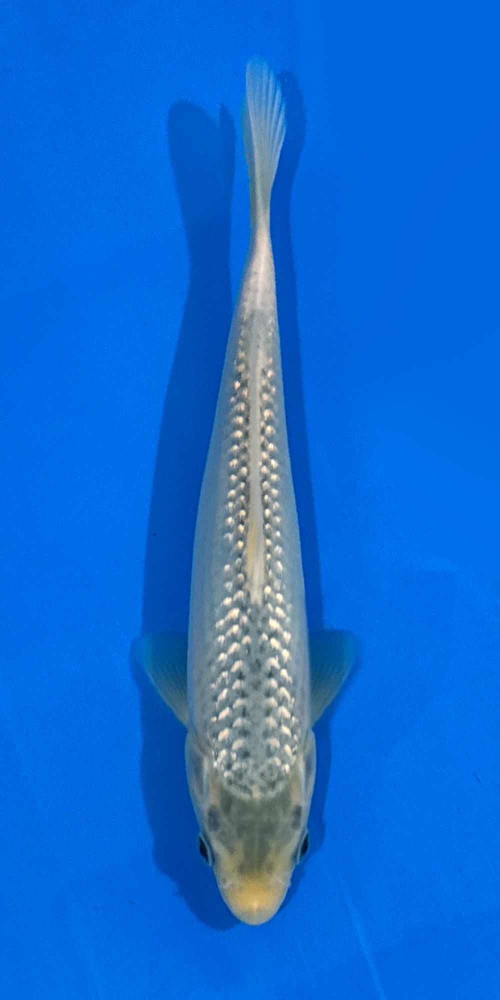 Okawa Ginrin Asagi #2 tosai 18-20cm (Japanese Koi)