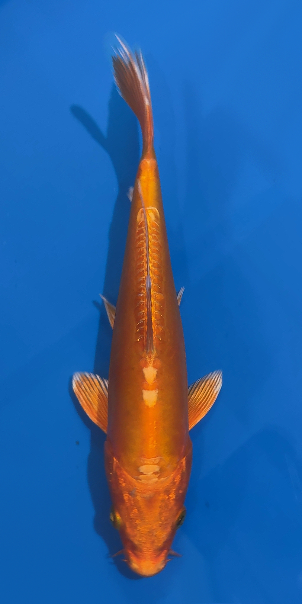 Okawa Doitsu Orenji Ogon #2 tosai 18-20cm (Japanese Koi)