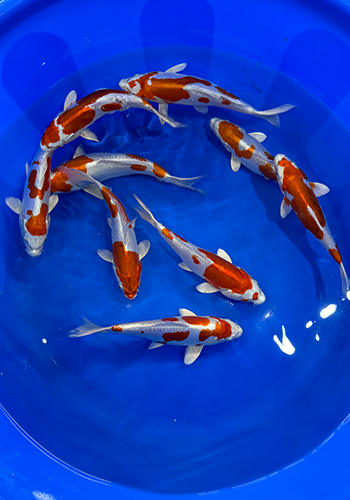 Okawa Kikusui tosai selection 22-25cm (Japanese Koi)