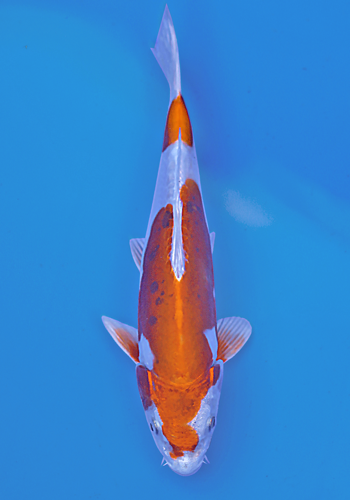 Okawa Kikusui tosai # 2 22cm (Japanese Koi)