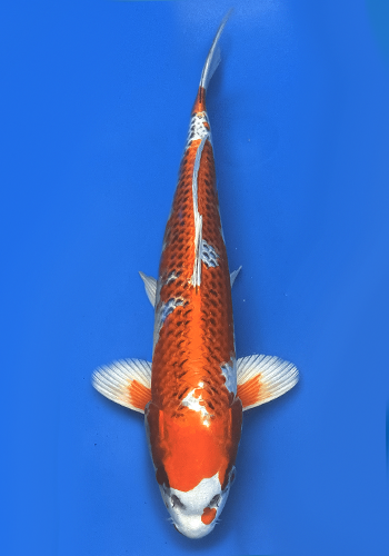 Omosako Kujaku -+28cm (Japanese Koi)