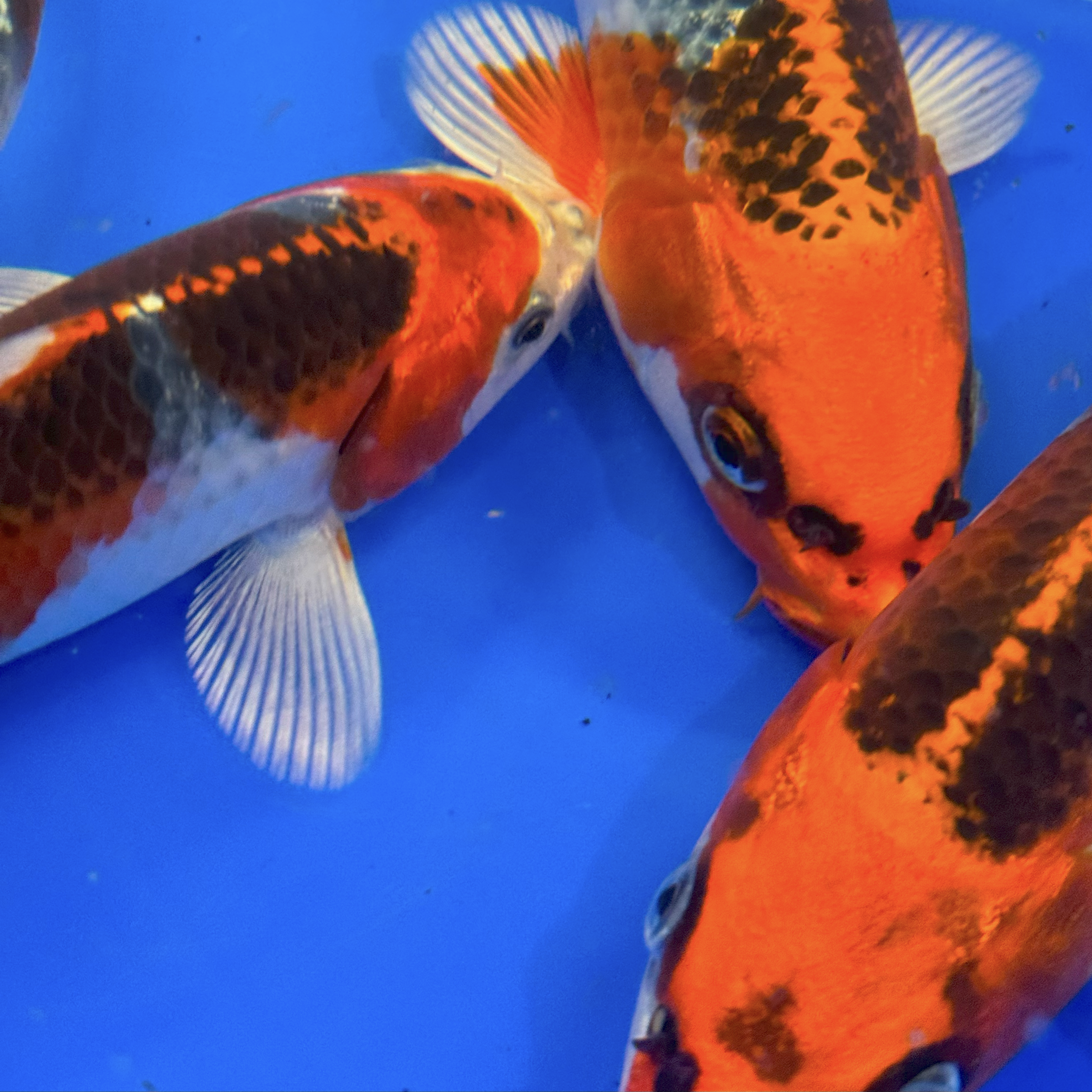 A beautiful selection of high quality Kukaju from the reknown Japanese breeder, Omosako. These really are stunning Nishikigoi! The layering and shine to the scales is beautiful and the potential for incredible growth and body development is clearly evident