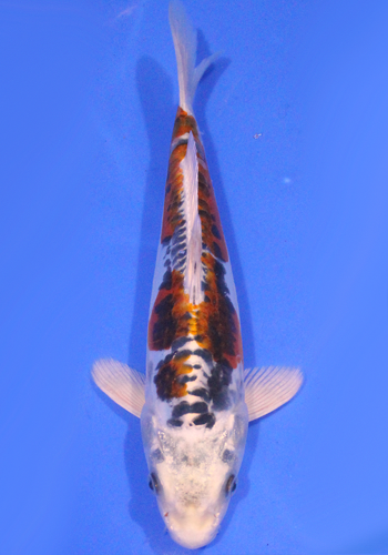 Ikarashi Doitsu Kujaku 25cm+ (Japanese Koi)