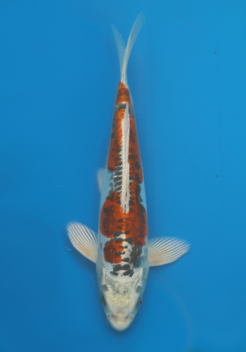 Ikarashi Doitsu Kujaku 30cm+ (Japanese Koi)