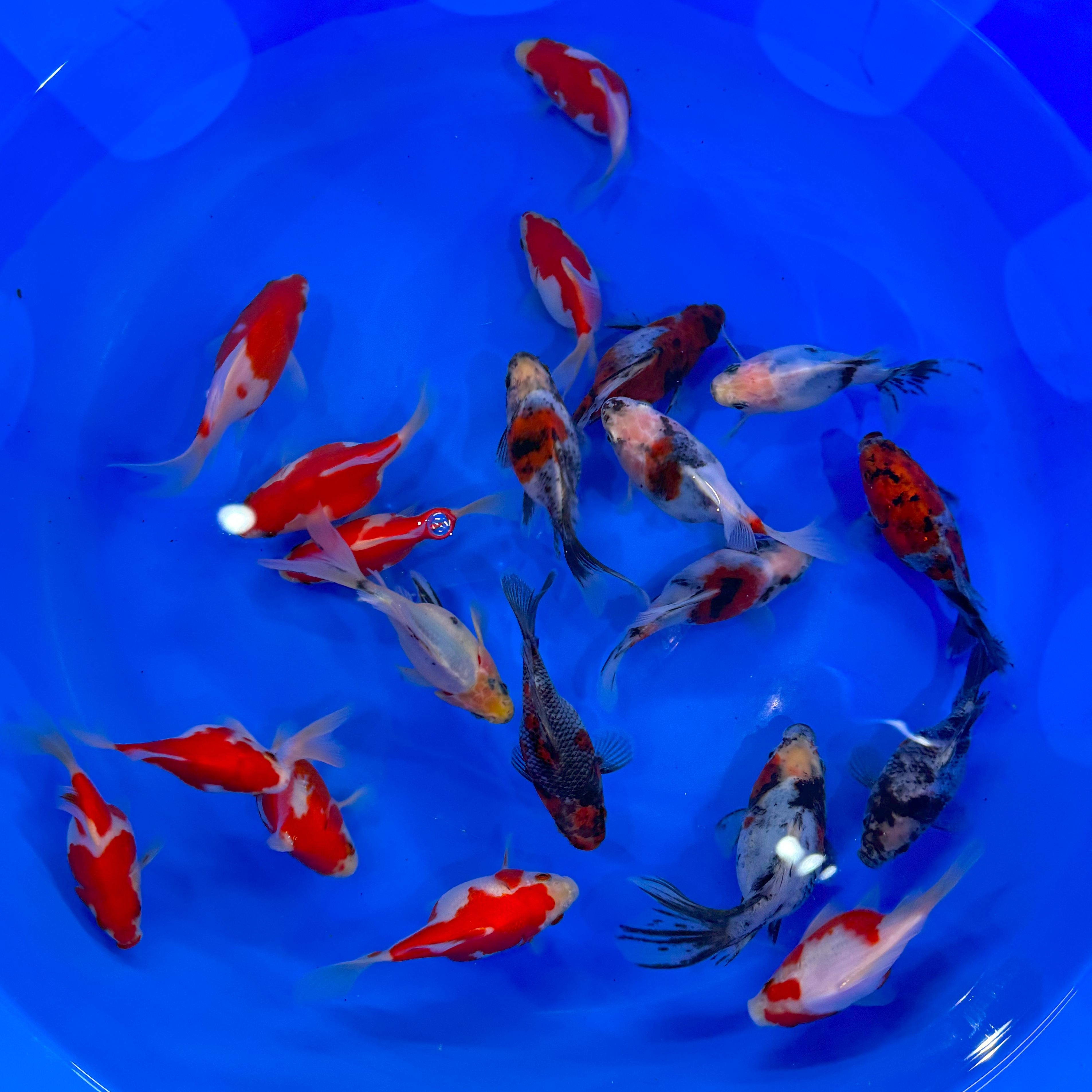NND Tamasaba Japanese Goldfish 11-15cm
