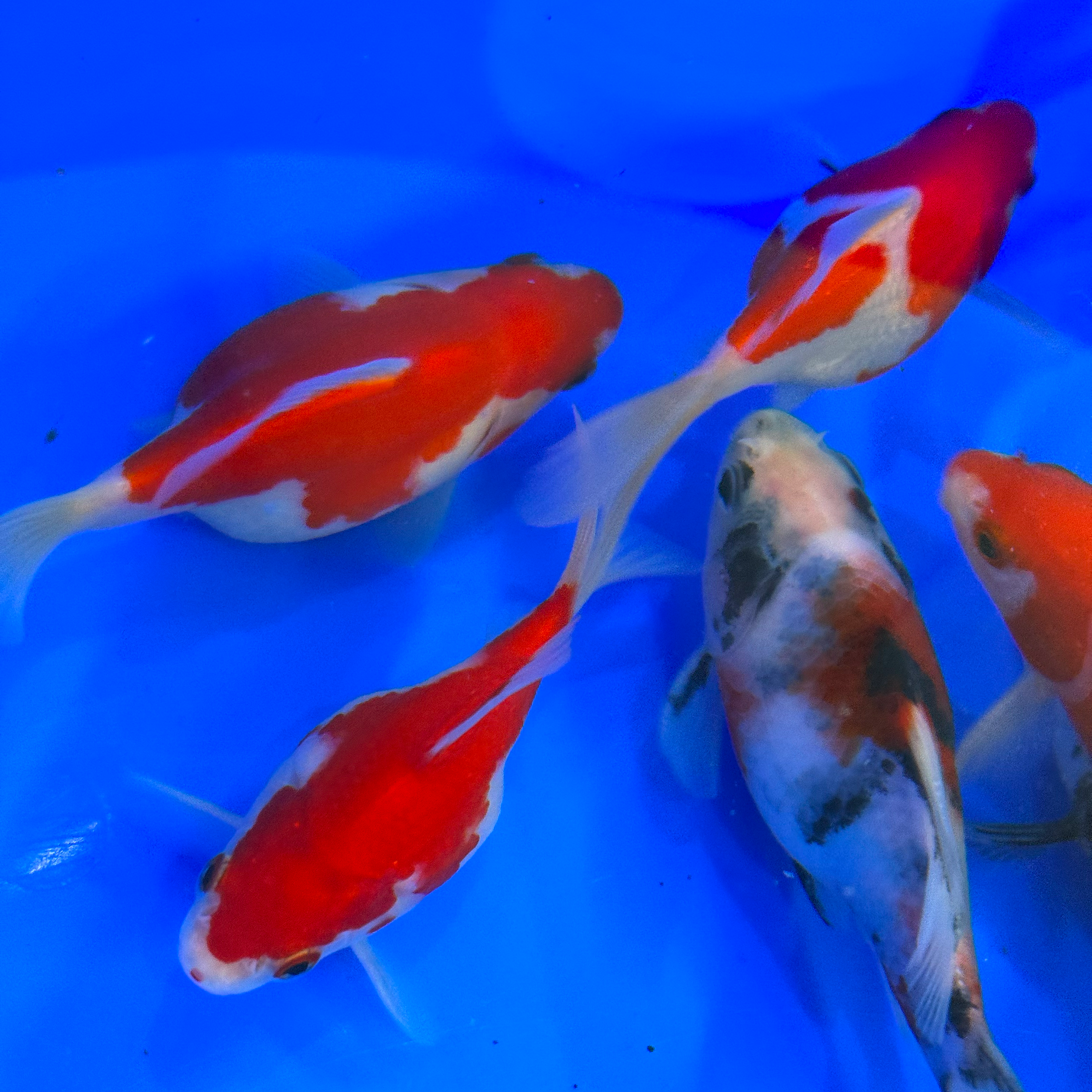 NND Tamasaba Japanese Goldfish 11-15cm