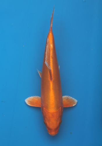 Tanaka Doitsu Orenji Ogon 23cm #1 (Japanese Koi)