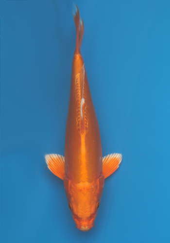 Tanaka Doitsu Orenji Ogon 23cm #2 (Japanese Koi)