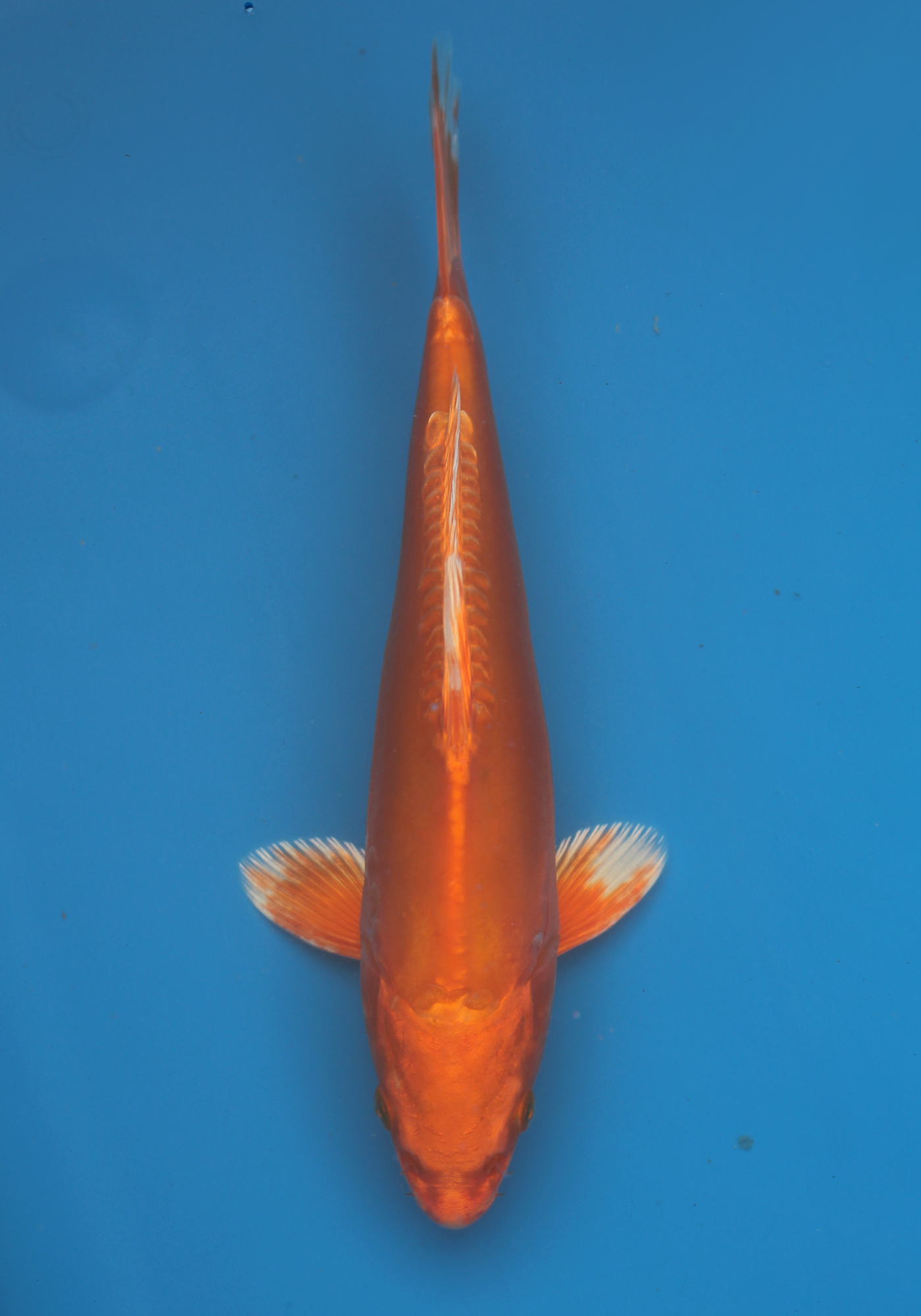 Tanaka Doitsu Orenji Ogon 22cm #3 (Japanese Koi)