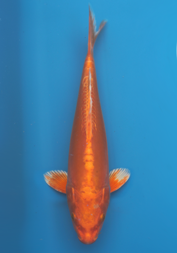 Tanaka Doitsu Orenji Ogon 24cm #4 (Japanese Koi)